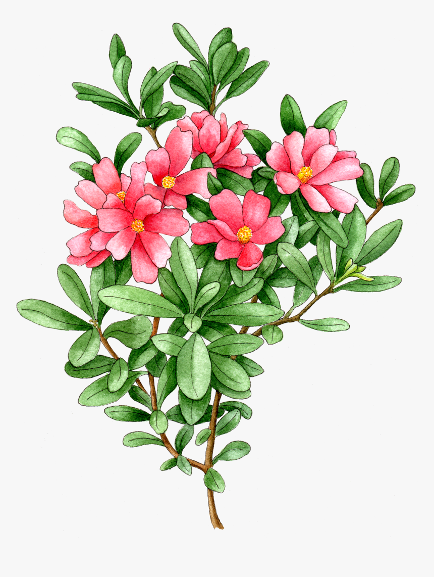 Desert Rose, HD Png Download, Free Download