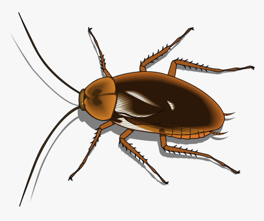 Cockroach Png Free Image - Cockroach Clipart, Transparent Png, Free Download