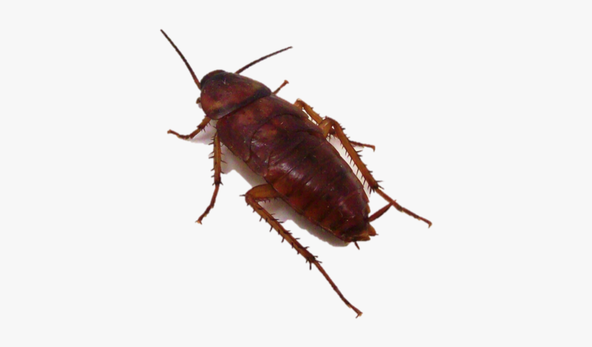 Utah Cockroach, HD Png Download, Free Download