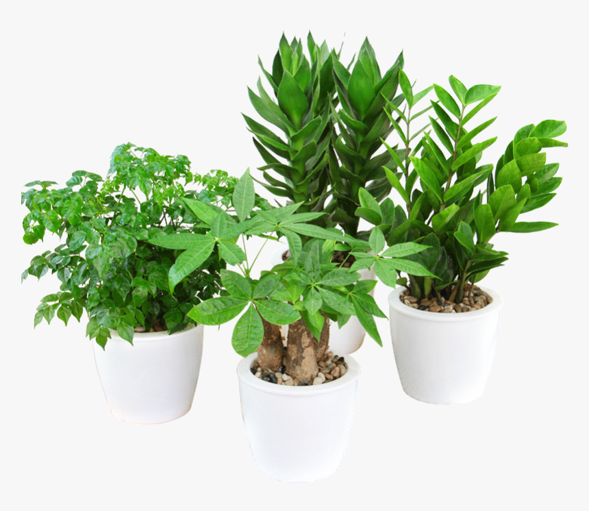 Rich Bamboo Water Hydroponics Plant Azalea Flower Big - Flowerpot, HD Png Download, Free Download