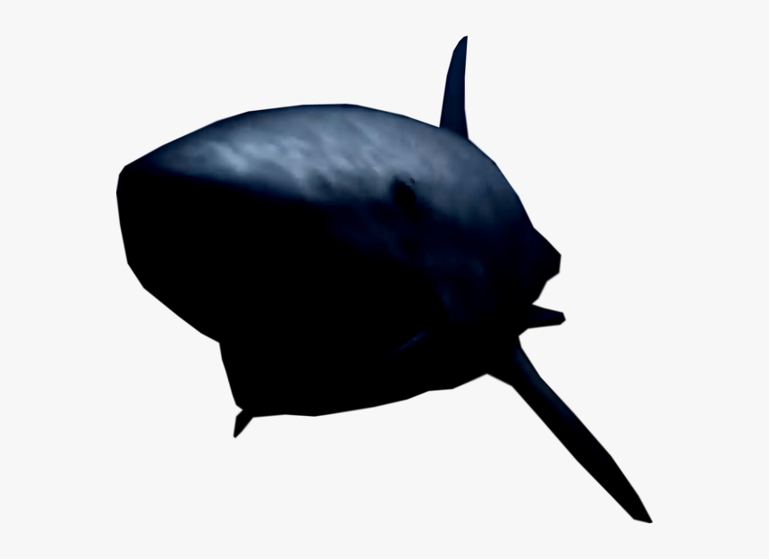 Shark, HD Png Download, Free Download