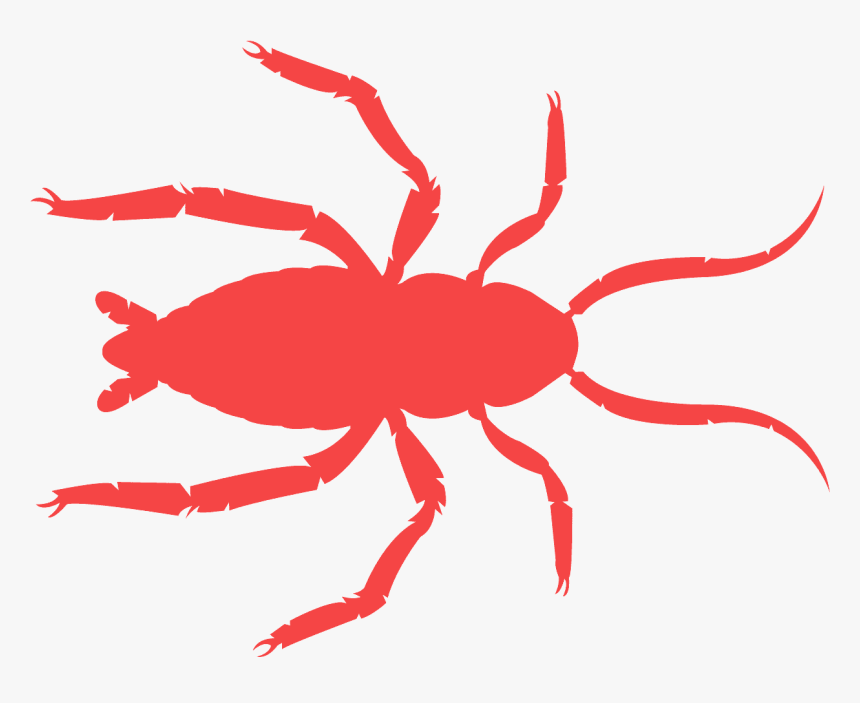 Insect, HD Png Download, Free Download