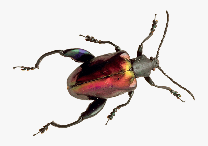 Beetle - Beetle Png, Transparent Png, Free Download