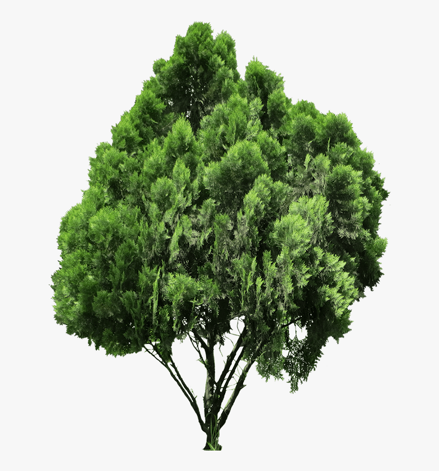 20 Free Tree Png Images - Oriental Arbor Vitae Png, Transparent Png, Free Download