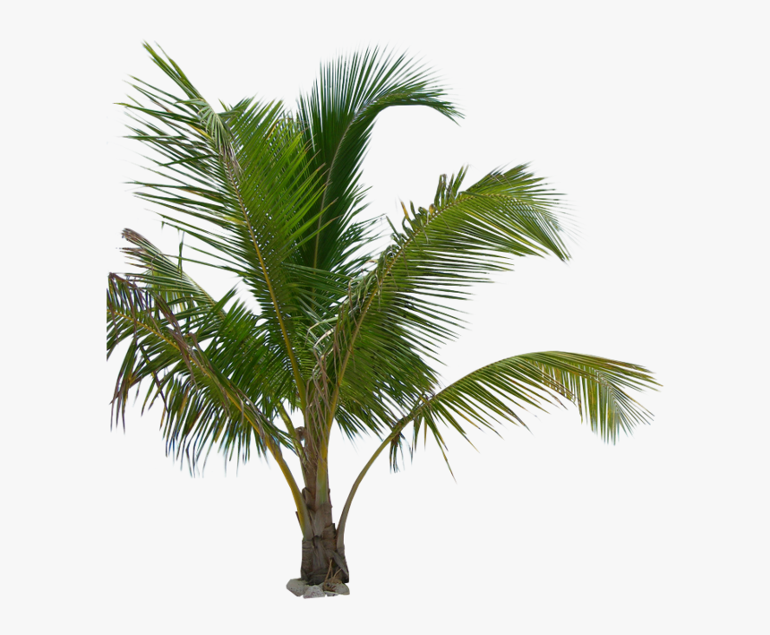 White Palm Tree Png - Hd Png Palm Tree, Transparent Png, Free Download