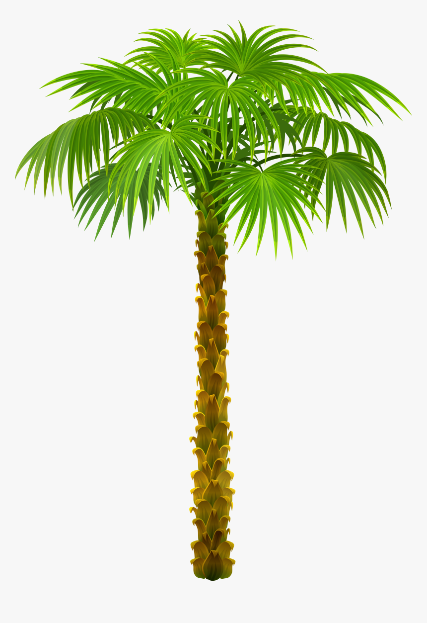 Tree Palm Trees Picture Download Hd Png Clipart, Transparent Png, Free Download