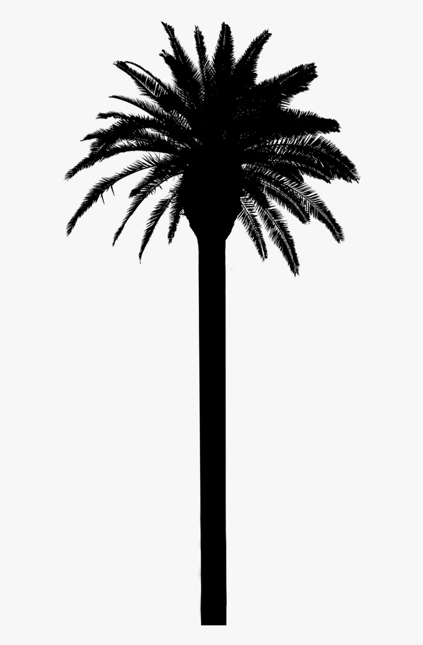 Asian Palmyra Palm Date Palm Palm Trees Silhouette - Png Date Palm Tree, Transparent Png, Free Download