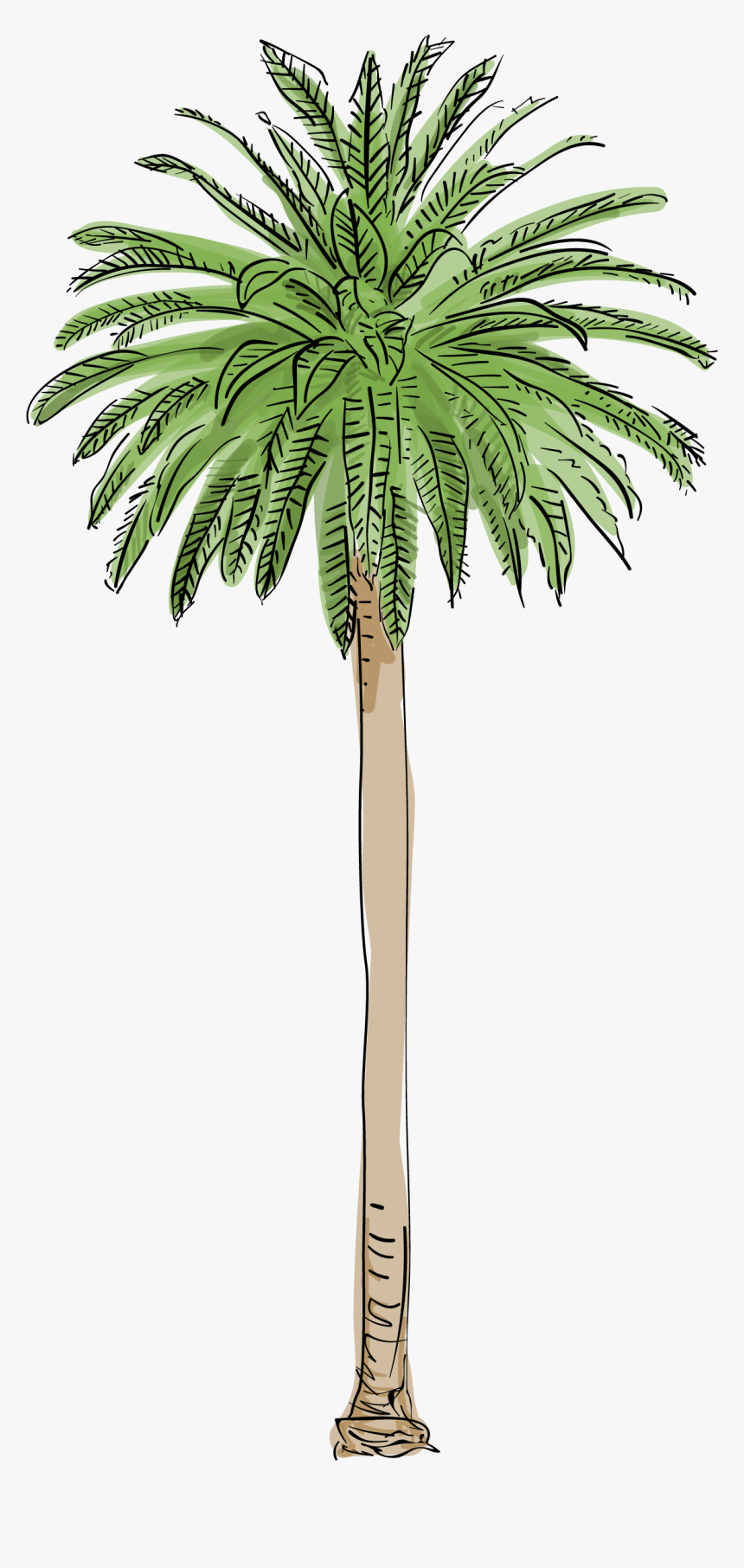 Canary Island Date Palm Png, Transparent Png, Free Download