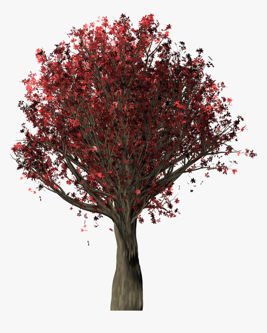Tree, Oak, Oak Tree, Quercus, Fall Leaves, Fall Colors - Northern Red Oak Transparent, HD Png Download, Free Download