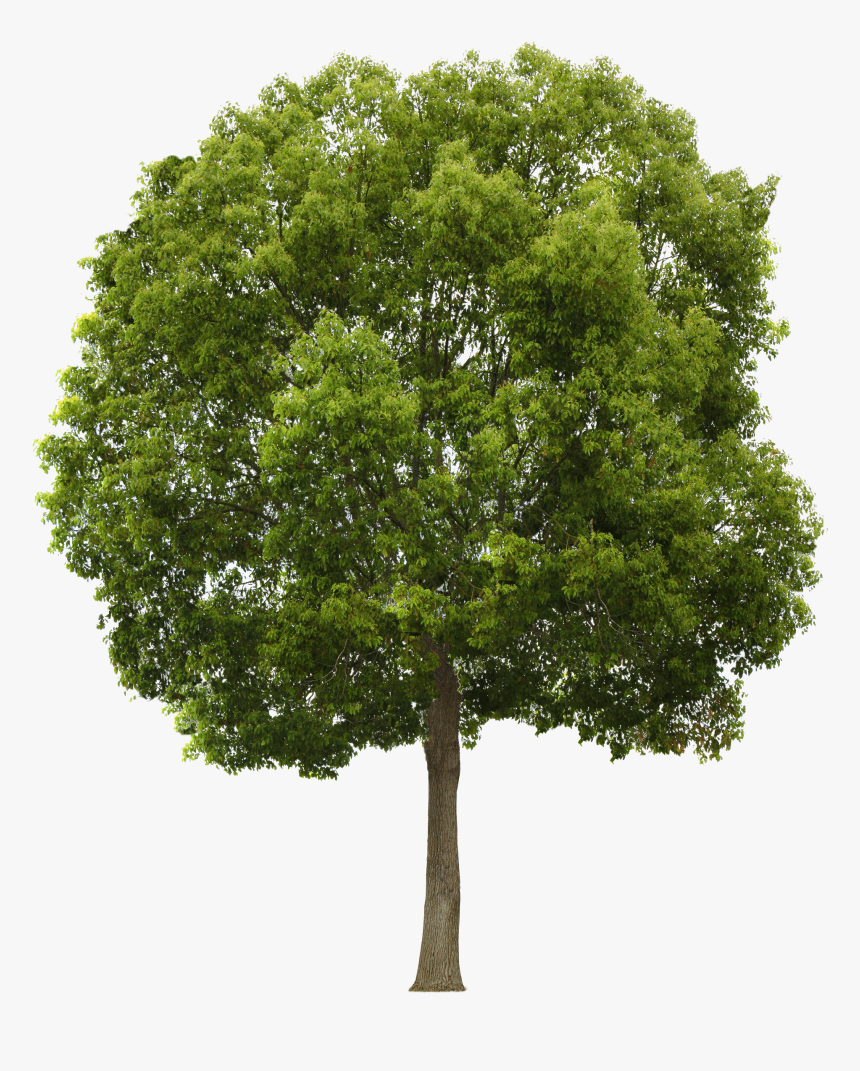 Image Result For Tree - Free Tree Png, Transparent Png, Free Download