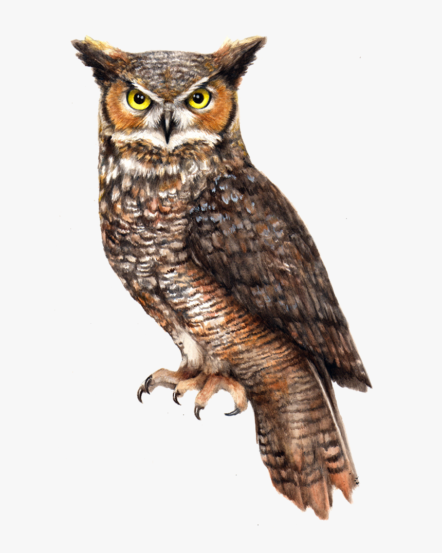 Owl Png File - Great Horned Owl Png, Transparent Png, Free Download