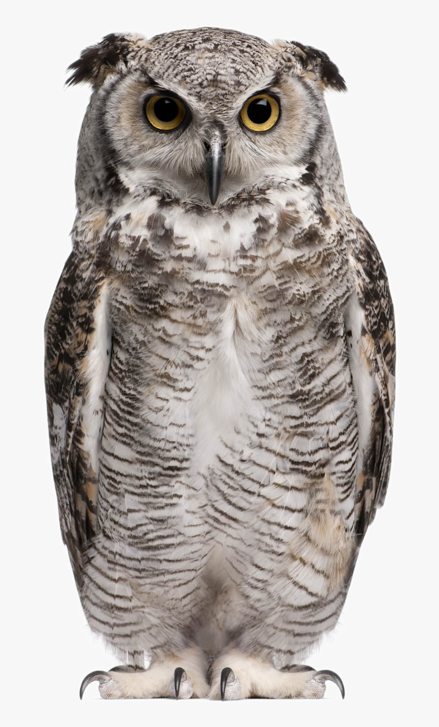 Owl Png Background Image - Great Horned Owl White Background, Transparent Png, Free Download