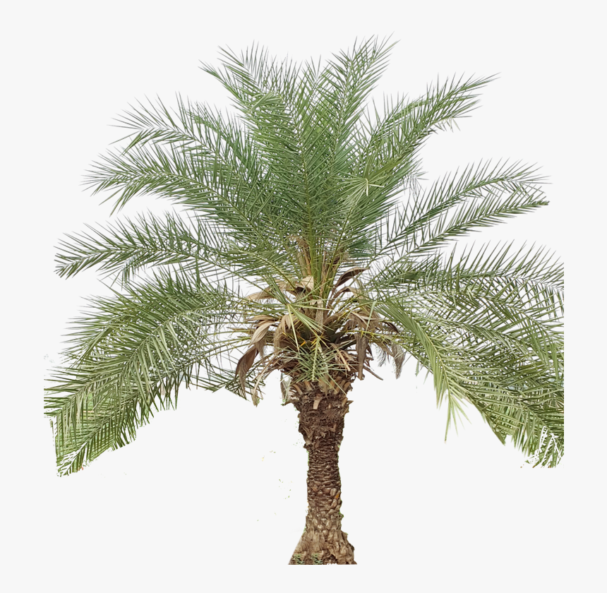 Transparent Pecan Clipart - Date Palm Tree Clipart, HD Png Download, Free Download