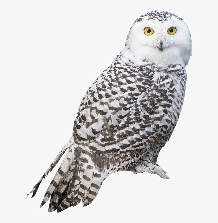 Snowy Owl Png, Transparent Png, Free Download