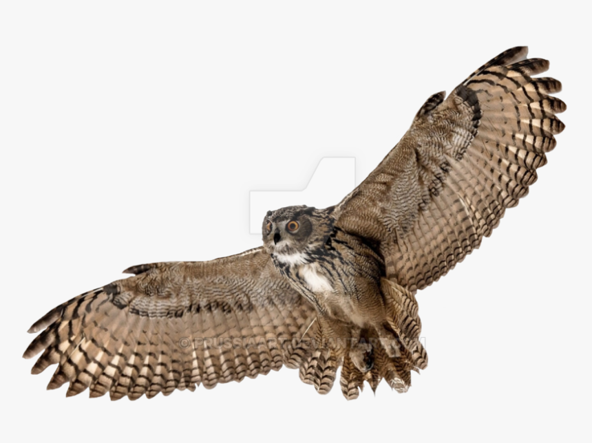 Barn Owl Png Picture - Owl Transparent, Png Download, Free Download