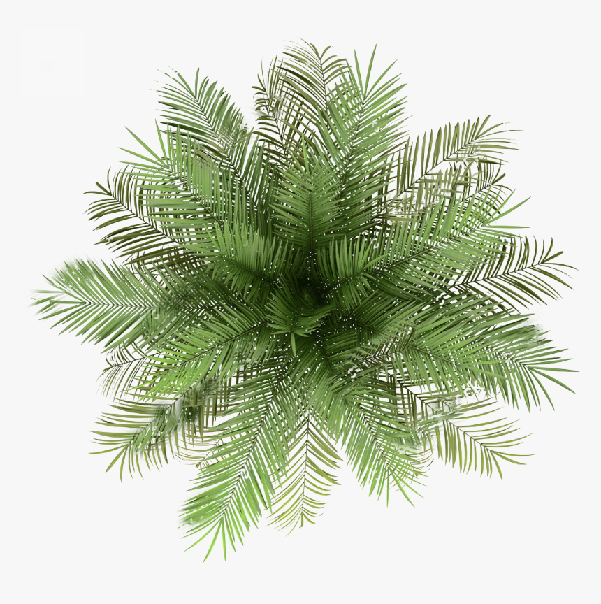 Palm Tree Top View Png, Transparent Png, Free Download