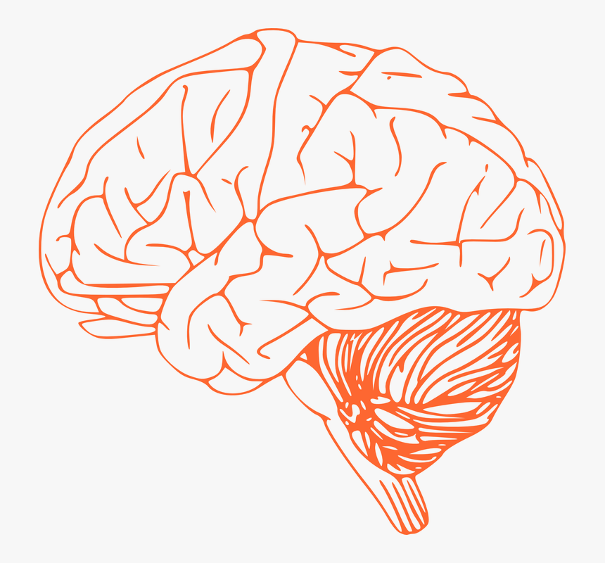 Brain, Stem, Cerebrum, Spinal Cord, Biology - Brain Clip Art, HD Png Download, Free Download