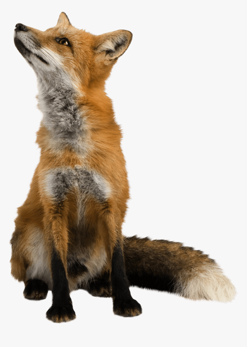 Red Fox Transparent, HD Png Download, Free Download