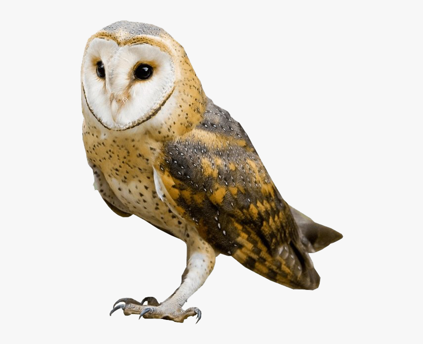 Barn Owl No Background Image - Barn Owl Png, Transparent Png, Free Download