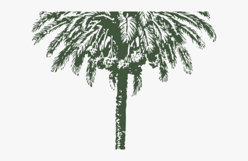 Date Palm Clipart Arabian - Date Palm Tree Diameter, HD Png Download, Free Download