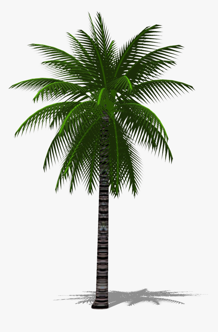 3d Palm Tree Png, Transparent Png, Free Download