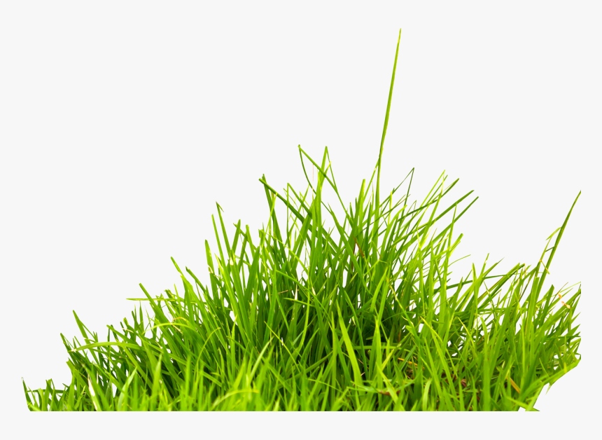 Summer Information Icon - Transparent Background Grass Png, Png Download, Free Download