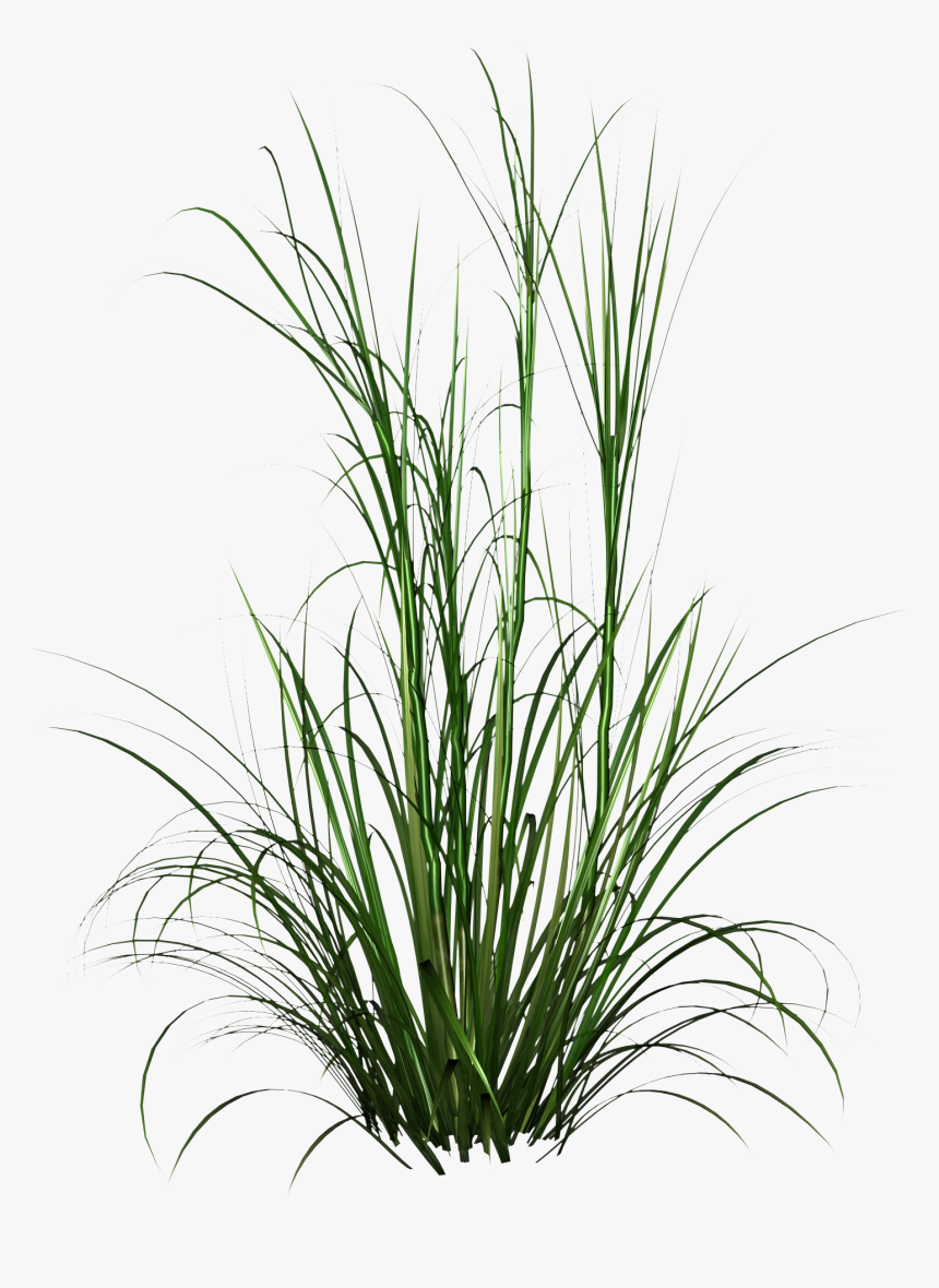 Tall Grass Png Hd Photo - Green Tall Grass Png, Transparent Png, Free Download