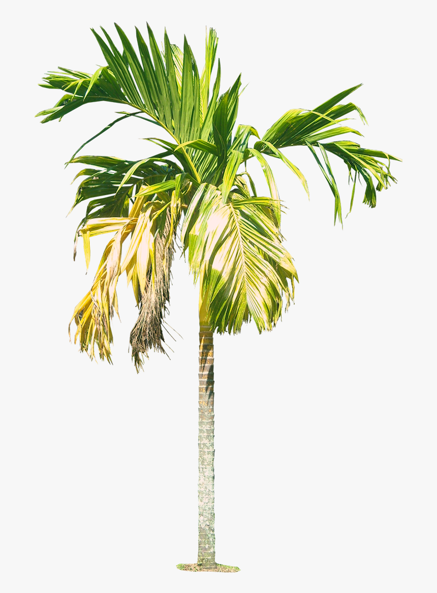 Royal Palm Tree Hd Png - Betel Nut Tree Png, Transparent Png, Free Download