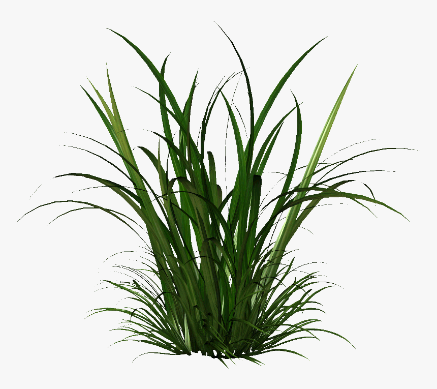 The Gallery Tall Grass Png Image - Transparent Grass Png, Png Download, Free Download