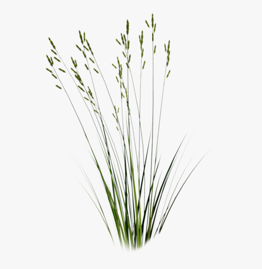 Cut Out Grass Png, Transparent Png, Free Download