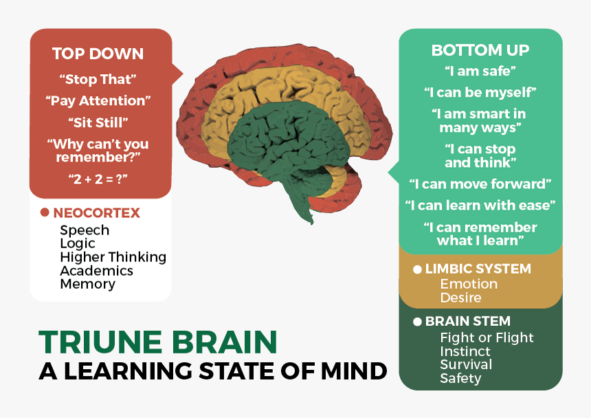 Triune Brain Graphics, HD Png Download, Free Download