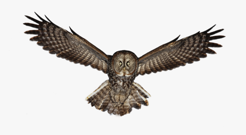 Сова Png - Great Grey Owl Png, Transparent Png, Free Download