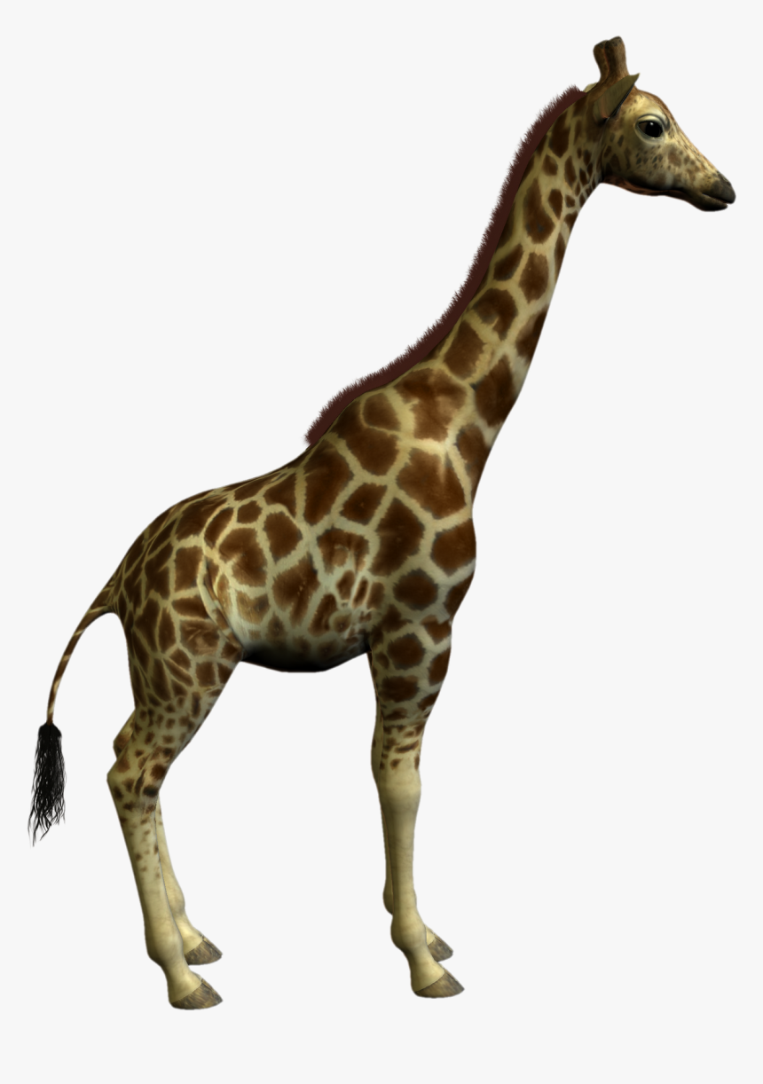 Giraffe Clipart Real - Class And Object In Oop, HD Png Download, Free Download