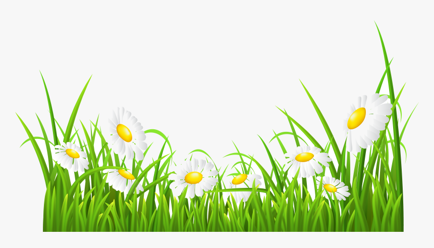 Grass Clipart Daisy For Free And Use Images In Transparent - White Daisy Clip Art, HD Png Download, Free Download