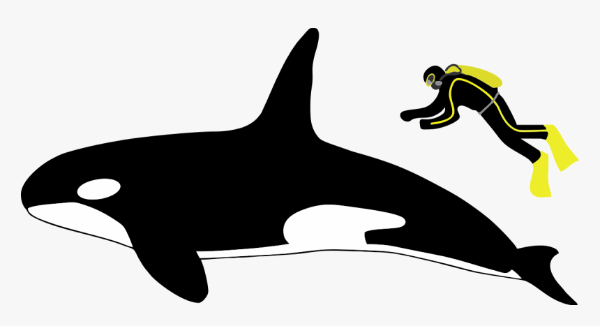 Transparent Killer Whale Png - Orca Human Size Comparison, Png Download, Free Download