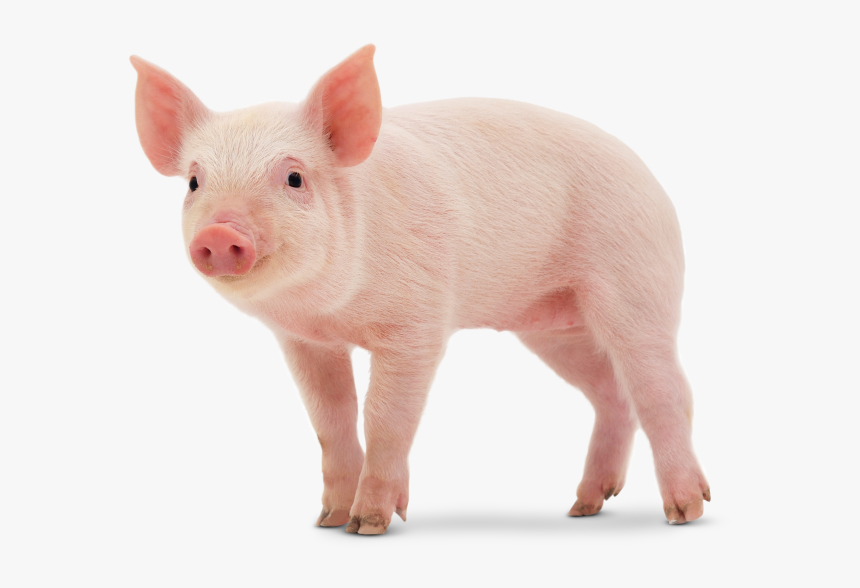 Transparent Baby Pigs Clipart - Animales De Color Rosa, HD Png Download, Free Download