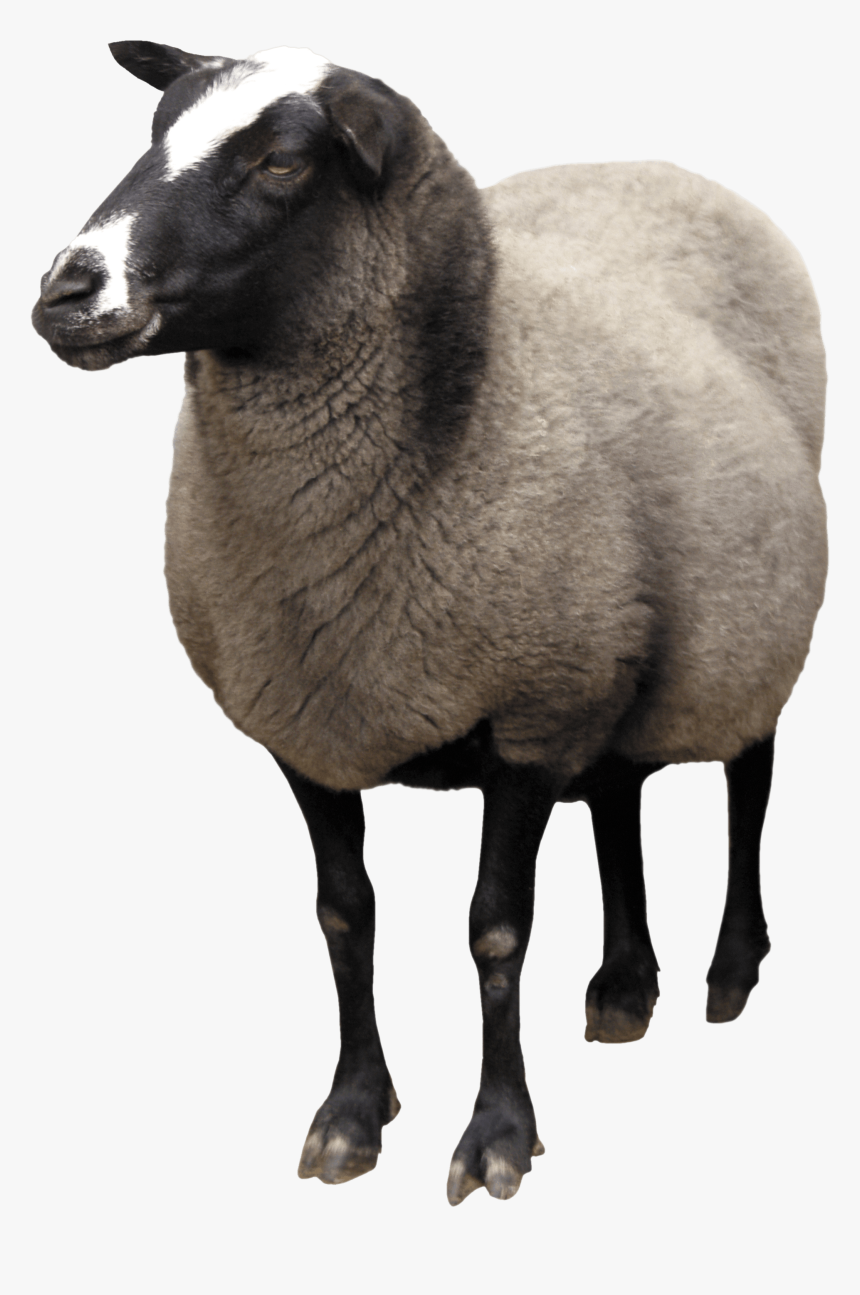 Sheep Png Transparent - Transparent Sheep Png, Png Download, Free Download