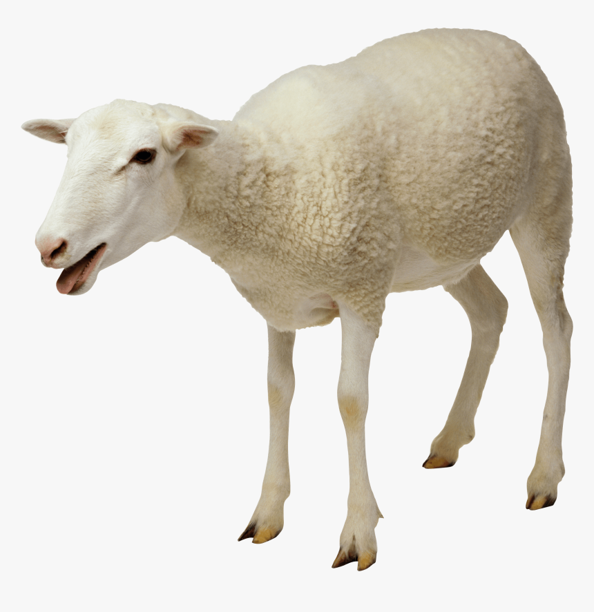 White Sheep - Sheep Png, Transparent Png, Free Download