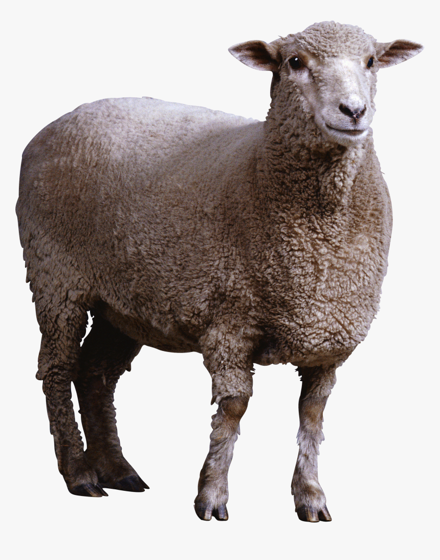 Sheep Png Image - Sheep Png, Transparent Png, Free Download