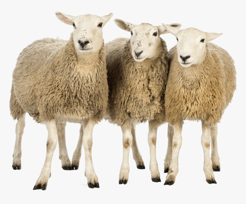 Three Sheep - Sheeps Png, Transparent Png, Free Download