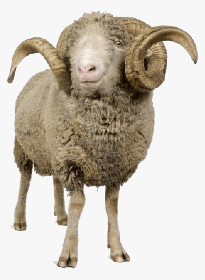 Sheep Png Transparent File - Horn Sheep Png, Png Download, Free Download