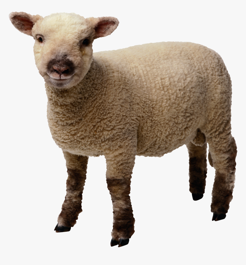Sheep Transparent Background, HD Png Download, Free Download