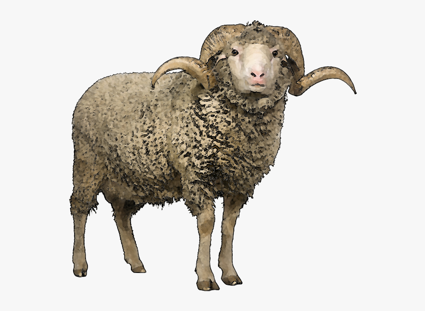 Sheep Png Image - Hyena Png, Transparent Png, Free Download