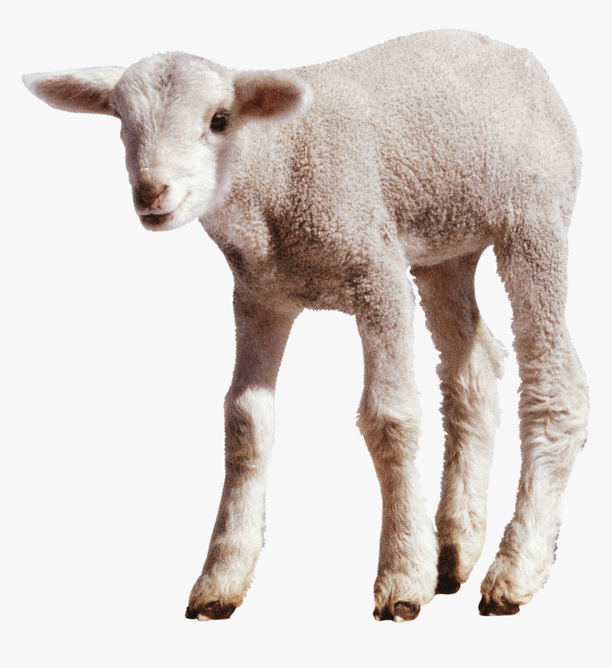Sheep Png Transparent Images - Sheep Png Transparent, Png Download, Free Download