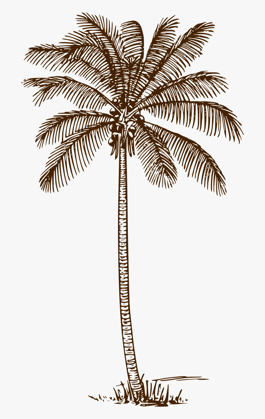 Palm Tree Coconut Palm Palm Free Picture - Light Blue Palm Tree, HD Png Download, Free Download