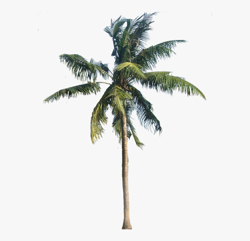 Coconut Tree Png - Transparent Background Palm Tree Png, Png Download, Free Download