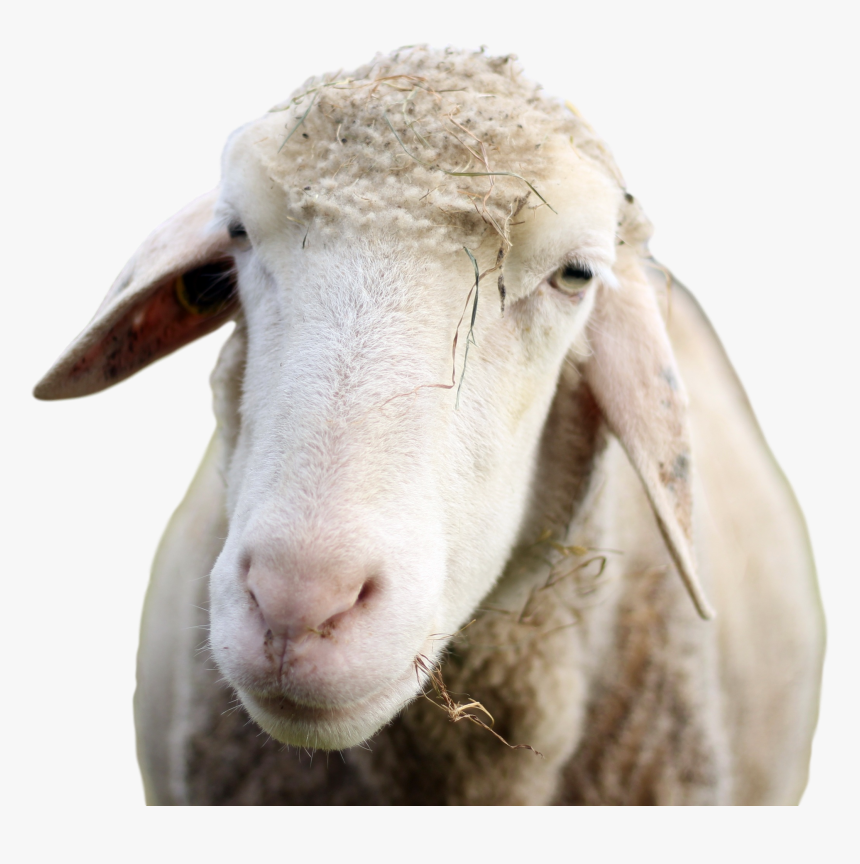 Transparent Sheep Head Png - Sheep, Png Download, Free Download