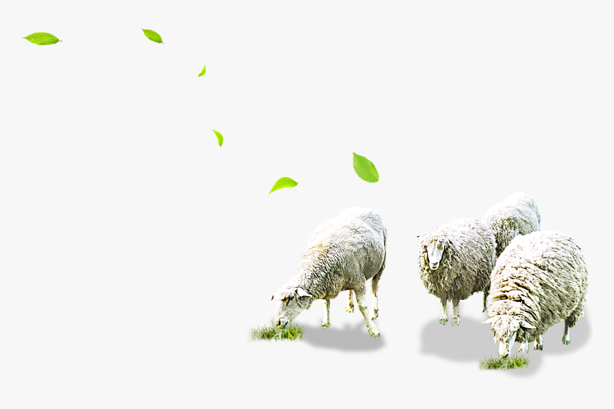Sheep Png Free Download - Sheeps Png, Transparent Png, Free Download