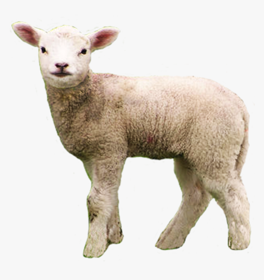 Lamb Png, Transparent Png, Free Download