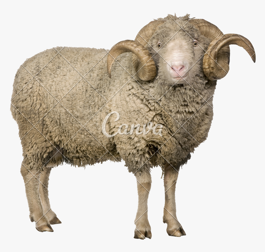 Merino Sheep Png - Merino Sheep, Transparent Png, Free Download